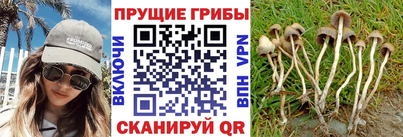 Псилоцибиновые грибы прущие грибы  Бугуруслан 